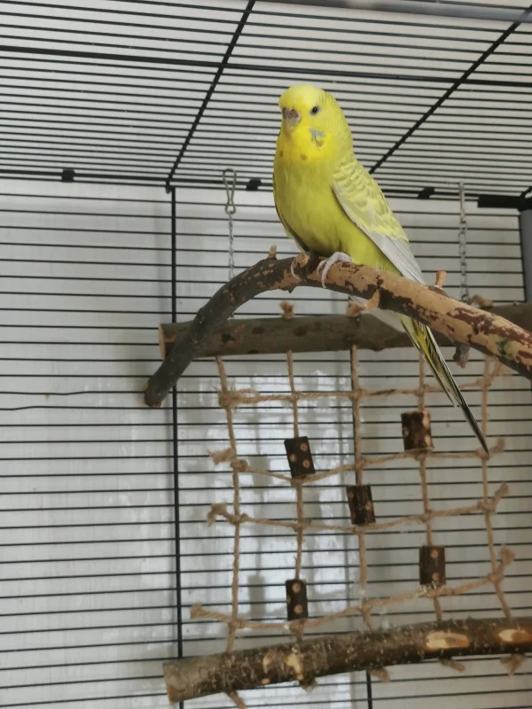 Wellensittich-Bild: Hier ist meine Bella. 