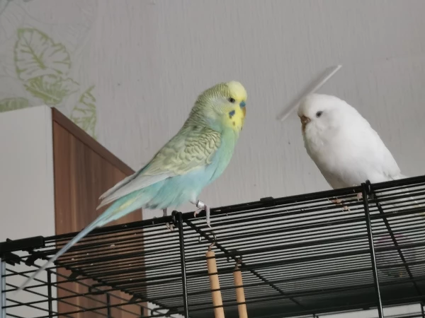 Wellensittich-Bild: Yuki quatscht fleißig mit Hedwig