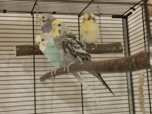 Wellensittich-Bild: Alle 4 haben sich zum Abend versammelt und gemeinsam entspannt. 