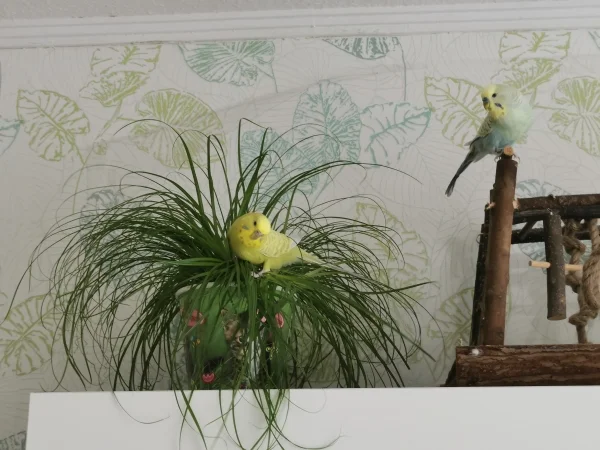 Wellensittich-Bild: Bella liebt Katzengras. Sie springt immer mitten rein und fühlt sich dann so richtig wohl. 