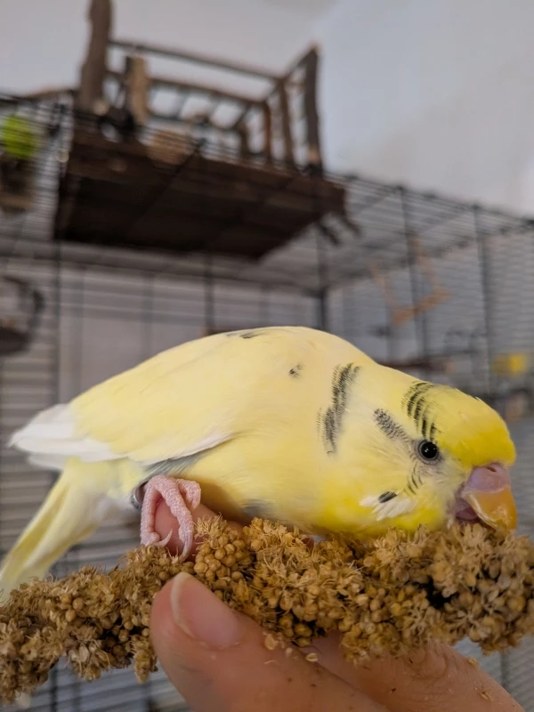 Lemon und die Hirse