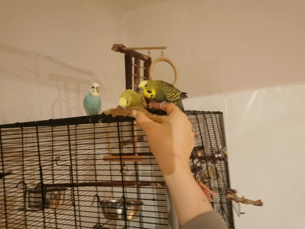 Wellensittich-Bild: Bella traut sich zu mir aber Stitch ist etwas skeptisch. Wenigstens kommt Errol immer sofort an.
