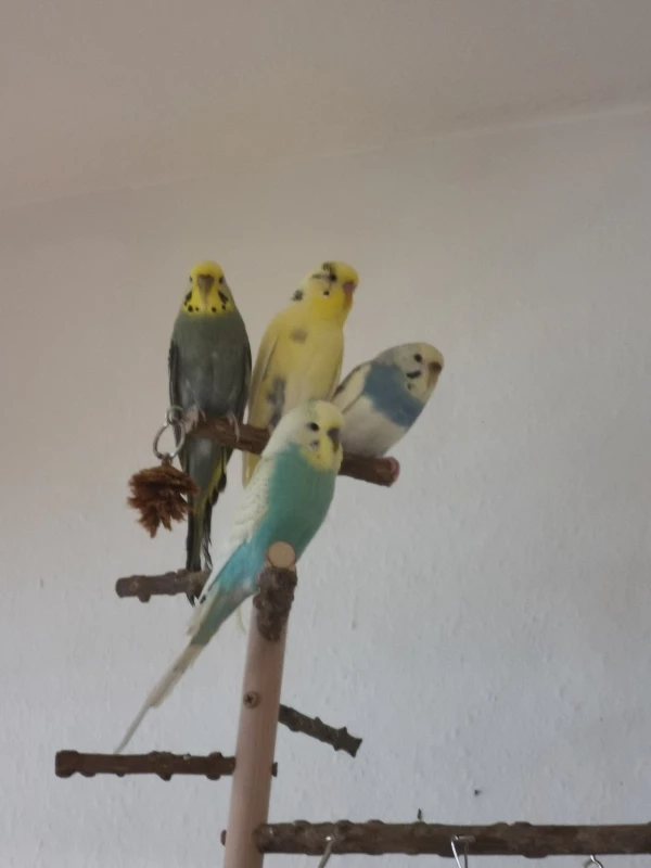 Wellensittich-Bild: Die 4 Flauschis haben mich von weitem ganz genau beobachtet, damit auch nichts falsch läuft! 
