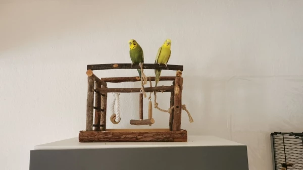 Wellensittich-Bild: Errol und Bella finden ihren neuen Spielplatz anscheinen ganz gut.