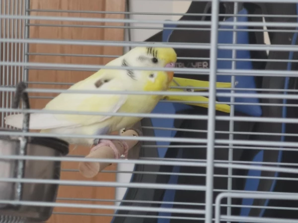 Wellensittich-Bild: Unser neuer, kleiner Freund Lemon! 