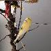 Lemon und der Vogel Baum