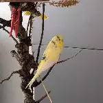 Lemon und der Vogel Baum