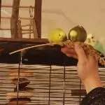 Drei Flauschis gegen die Hirse