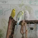 Der kleine Schwarm