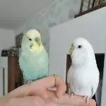 Yuki und Hedwig