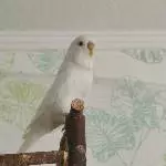 Meine Hedwig