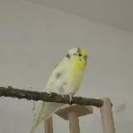 Lemon, meine kleine Zitrone
