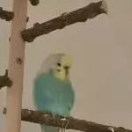 Stitch der Flauschi