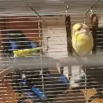 Lemon auf der Schaukel