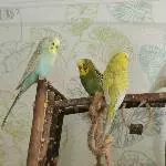 4 Flauschis auf dem Thron