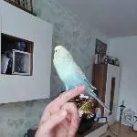 Kontrollflug