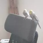 Meine Helfer im Büro 