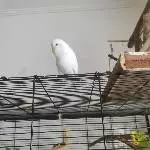 Hedwig, meine neue Henne