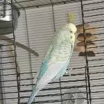 Yuki von hinten