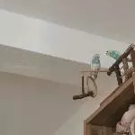 Kumo und Stitch im Büro 