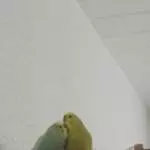 Yuki und Bella beim kuscheln