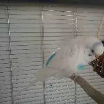 Paul die Flauschkugel
