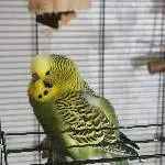 Errol, mein neuer Hahn