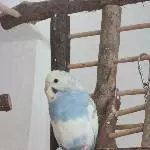 Unsere Kumo