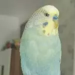 Der süße Yuki