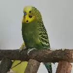Errols Farben