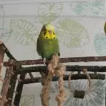 Errol und Bella 