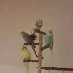 Die abendliche Versammlung