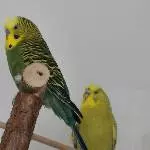 Errol und Bella am entspannen