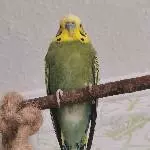 Mein Errol