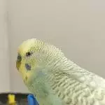 Mein hübscher Yuki