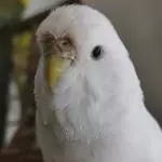 Hedwig hautnah