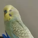 Yuki, mal ganz entspannt 