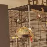 3 von 4 auf dem Vogelbaum