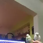 Am Pc mit den Flauschis