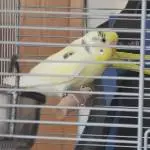 Neuzugang Lemon