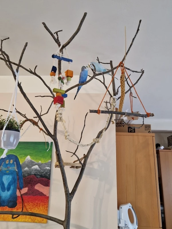 Wellensittich-Bild: Einer der zwei Äste, die wir im Wohnzimmer für die Wellis haben