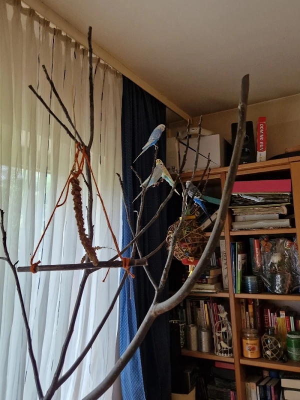 Wellensittich-Bild: Der zweite Ast im Wohnzimmer - da steht normalerweise der Käfig daneben.