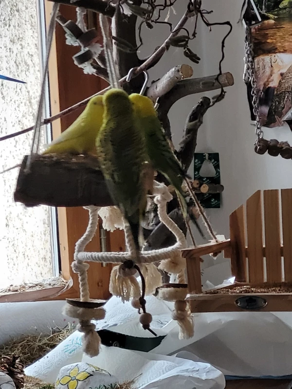 Wellensittich-Bild: Nicht wirklich eine Liebes Schaukel.
Eher eine sehr begehrte Korkschaukel mit sehr köstlichen
Körnchen.  Fressi Fressi halt.
Wer gewinnt wohl den Platz für sich alleine?