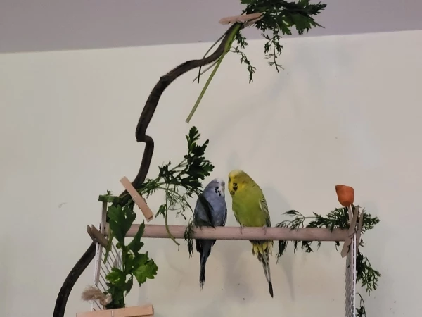 Wellensittich-Bild: Mopsi im Liebesgesäusel mit Partner Fidel. im romantischen Grün.