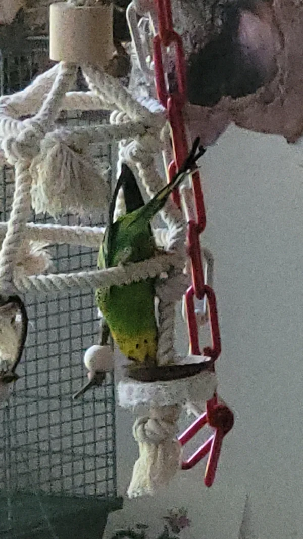 Wellensittich-Bild: Mr. Green akrobatisch beim lecker rote Hirse Körner fressen. 
Schnell das kein anderer kommt! 