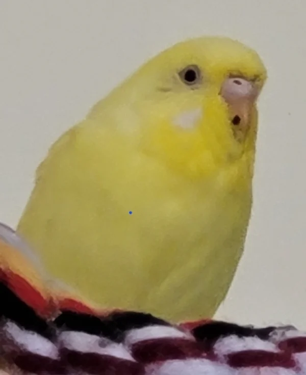 Wellensittich-Bild: Yellow die einzige Henne mit 3 Hähnen denen sie schon zeigt
Wo der Frosch seine Locken hat!! haha:-)))