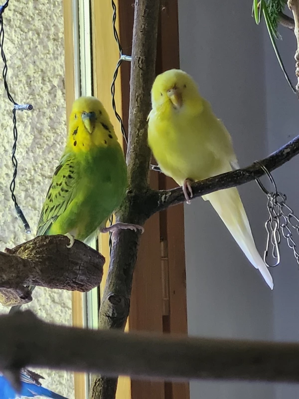 Wellensittich-Bild: Ertappt ihr beiden! Mr.Green und Yellow, was führt ihr im Schilde? 