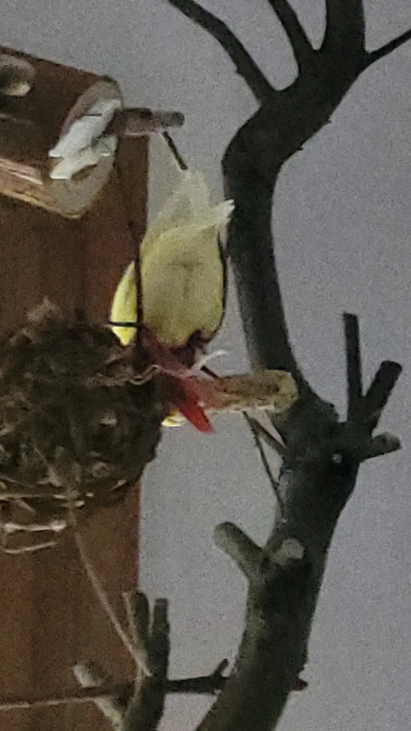Wellensittich-Bild: Akrobatik pur! Warum sind in den  Weidenbällchen nur immer feine Sachen? Yellow beim Hirse Kolben ect schnabulieren. 