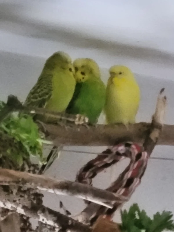 Wellensittich-Bild: Yellow wundert sich das nicht SIE die Begehrte ist?
Mopsi & Mr.Green genießen die seltenen liebe? vollen Momente 
Sie sind sooo süüüß die beiden!