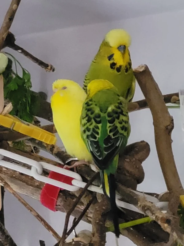 Wellensittich-Bild: Nachdem sie ausgiebig sich gegenseitig geärgert haben,( weggepickt, vom Futterplatz weggejagt, ins Schwänzle gezwickt usw.) herrscht wieder Frieden & Liebe. :-)) Amen.